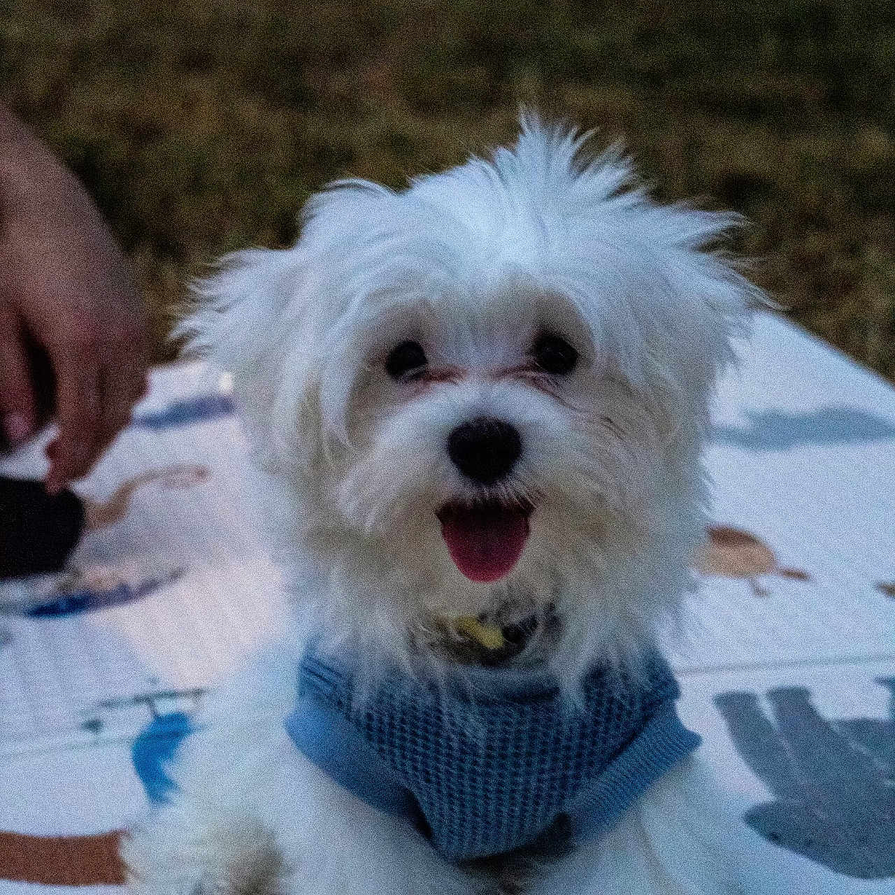 Milo