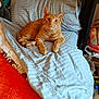 cat, orange_tabby, bed, bedding, blanket, indoor, feline, pet, striped, resting, curious, wide_eyes, fur, paws, comfort, home, cozy, quiet, relaxed, domestic