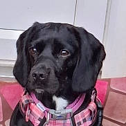 Lola joined the competition — help win amazing prizes! animal, black_dog, canine, close_up, collar, cute, dog, domestic_animal, ears, expression, focused, fur, harness, indoor, looking_away, mammal, pet, pink_harness, portrait, snout