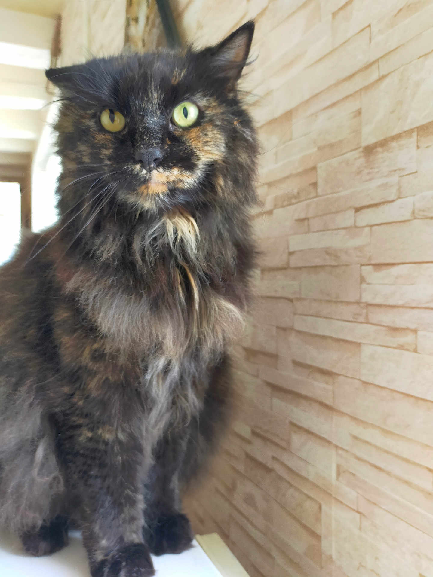 Maina a rejoint le concours — aidez-le/la à gagner de superbes lots ! cat, tortoiseshell, fluffy, green_eyes, pet, animal, feline, indoor, portrait, fur, whiskers, cute, looking_at_camera, domestic_cat, mammal, sitting, wall, brick_wall, close_up, beautiful