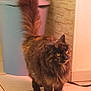 cat, tortoiseshell, fluffy, tail_up, indoor, floor_tile, yellow_eyes, pet, animal, feline, domestic, standing, looking, long_hair, fur, whiskers, wall, trash_bin, corner, household
