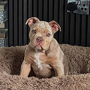 Indie joined the competition — help win amazing prizes! puppy, dog, pet_bed, fluffy, beige, indoor, power_outlet, wall, ribbed_wall, cute, young_dog, fur, ears, nose, eyes, portrait, sitting, animal, companionship, domestic