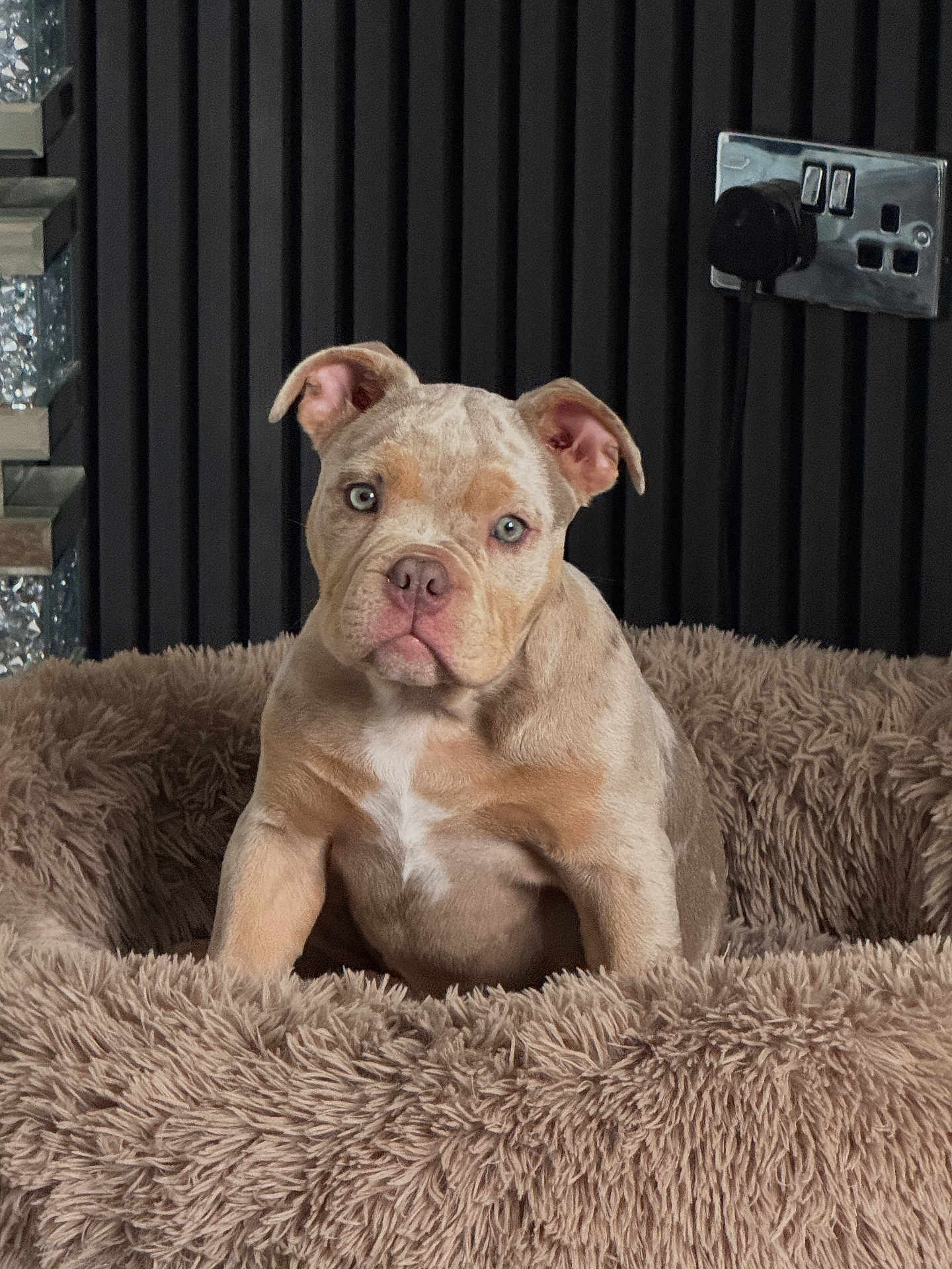 Indie joined the competition — help win amazing prizes! puppy, dog, pet_bed, fluffy, beige, indoor, power_outlet, wall, ribbed_wall, cute, young_dog, fur, ears, nose, eyes, portrait, sitting, animal, companionship, domestic