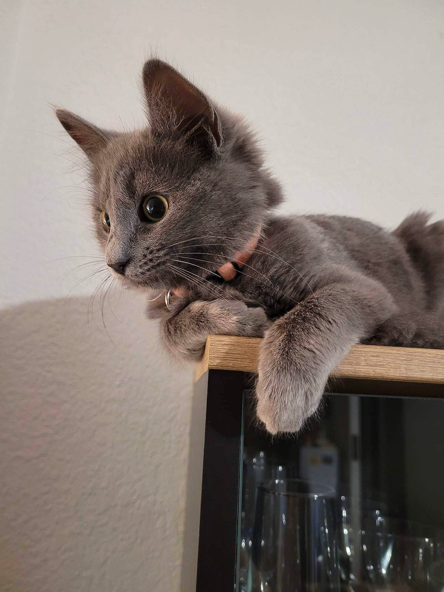 Saphyr a rejoint le concours — aidez-le/la à gagner de superbes lots ! carnivore, cat, domestic_short_haired_cat, felidae, fur, grey, natural_material, paw, russian_blue, small_to_medium_sized_cats, snout, tail, whiskers