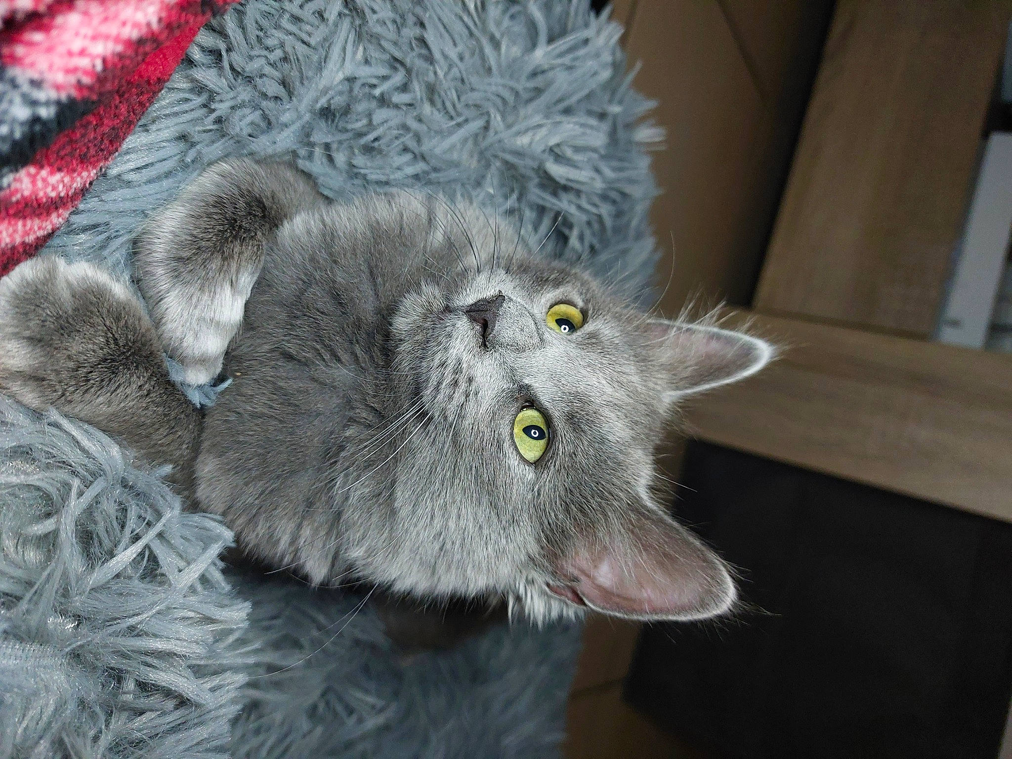 Saphyr a rejoint le concours — aidez-le/la à gagner de superbes lots ! carnivore, cat, chartreux, domestic_short_haired_cat, felidae, fur, grey, paw, plant, russian_blue, small_to_medium_sized_cats, snout, table, tail, whiskers