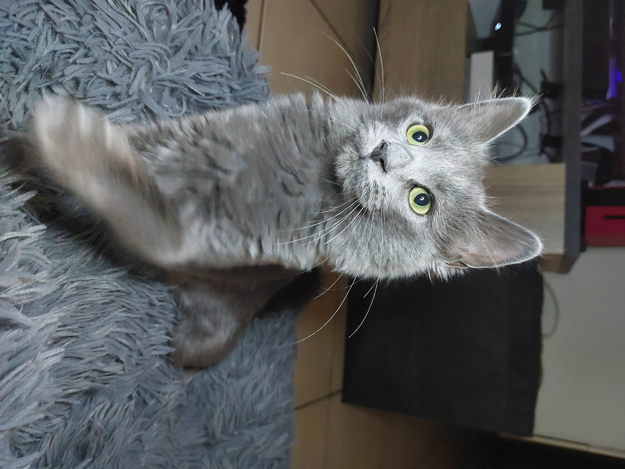 Saphyr a rejoint le concours — aidez-le/la à gagner de superbes lots ! carnivore, cat, claw, domestic_short_haired_cat, felidae, fur, grey, paw, russian_blue, small_to_medium_sized_cats, snout, tail, whiskers