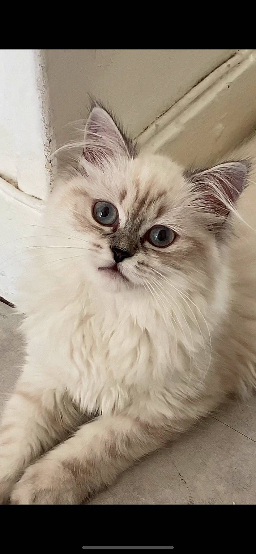 Takara a rejoint le concours — aidez-le/la à gagner de superbes lots ! british_longhair, carnivore, cat, claw, comfort, eye, felidae, fur, iris, paw, photo_caption, small_to_medium_sized_cats, snout, whiskers