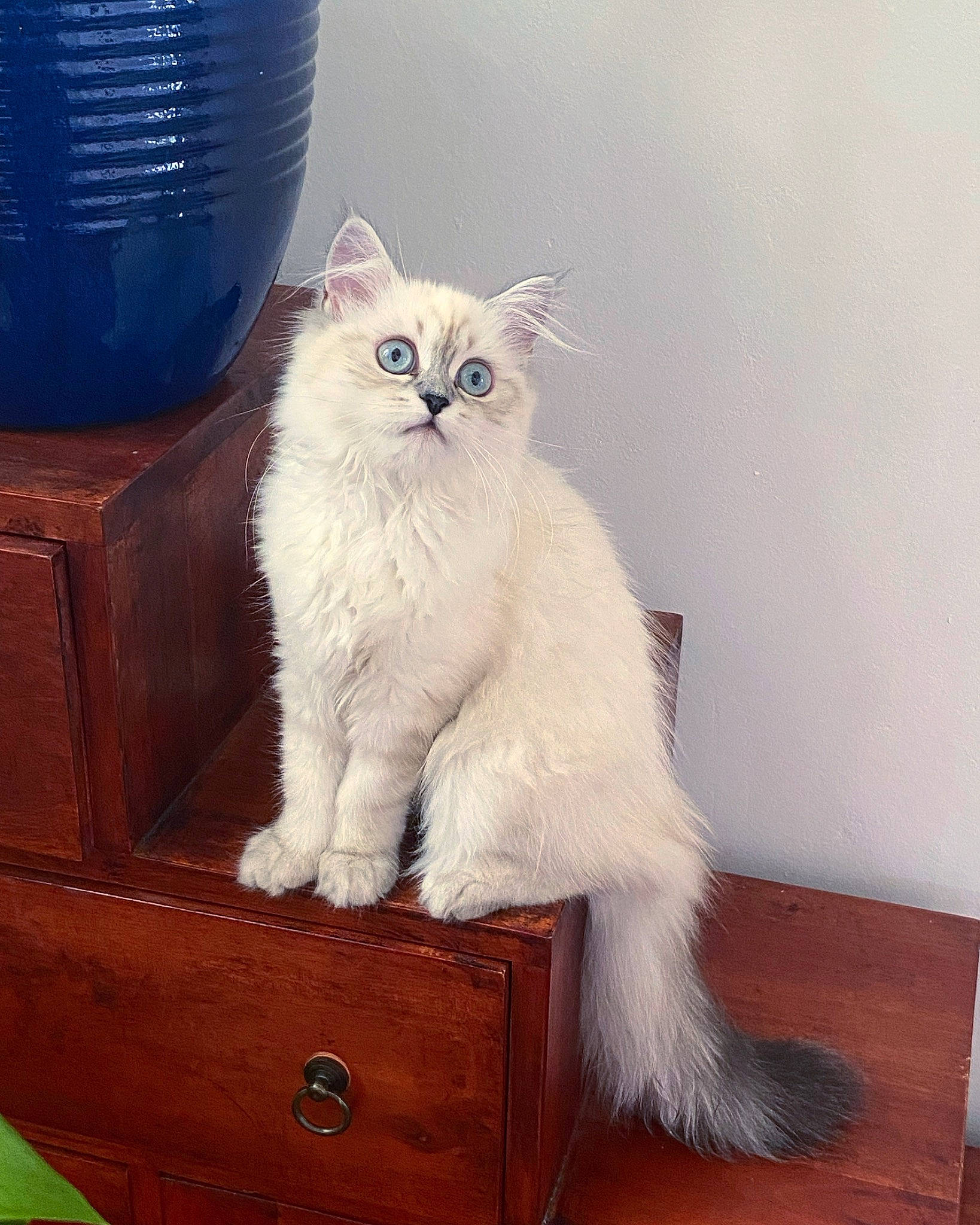 Takara a rejoint le concours — aidez-le/la à gagner de superbes lots ! cabinetry, carnivore, cat, claw, comfort, drawer, electric_blue, felidae, fur, hardwood, natural_material, small_to_medium_sized_cats, tail, whiskers, window, wood