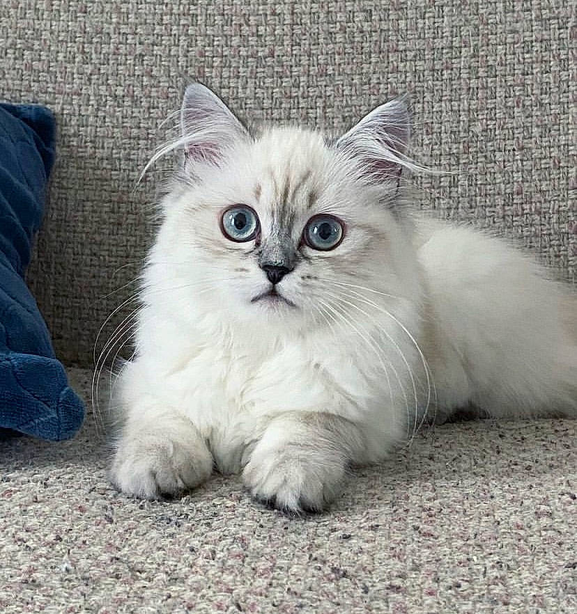 Takara a rejoint le concours — aidez-le/la à gagner de superbes lots ! british_longhair, carnivore, cat, claw, comfort, domestic_short_haired_cat, eye, felidae, fur, paw, sitting, small_to_medium_sized_cats, snout, tail, terrestrial_animal, whiskers