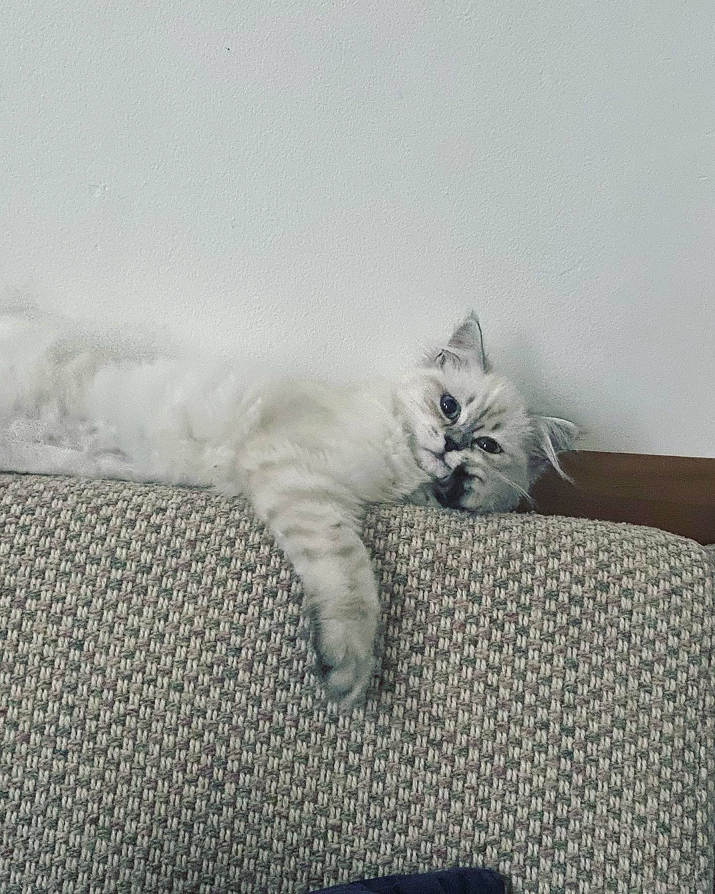 Takara a rejoint le concours — aidez-le/la à gagner de superbes lots ! bed_sheet, bedding, carnivore, cat, comfort, domestic_short_haired_cat, felidae, flooring, fur, grey, linens, monochrome_photography, paw, room, sand, sitting, small_to_medium_sized_cats, tail, whiskers, woven_fabric