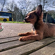 Albus a rejoint le concours — aidez-le/la à gagner de superbes lots ! dog, puppy, wooden_decking, outdoor, trees, bus, cloudy_sky, animal, pet, brown_fur, side_view, paw, nature, calm, daylight, grass, transport, background_blur, resting, small_dog