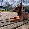 animal, background_blur, brown_fur, bus, calm, cloudy_sky, daylight, dog, grass, nature, outdoor, paw, pet, puppy, resting, side_view, small_dog, transport, trees, wooden_decking