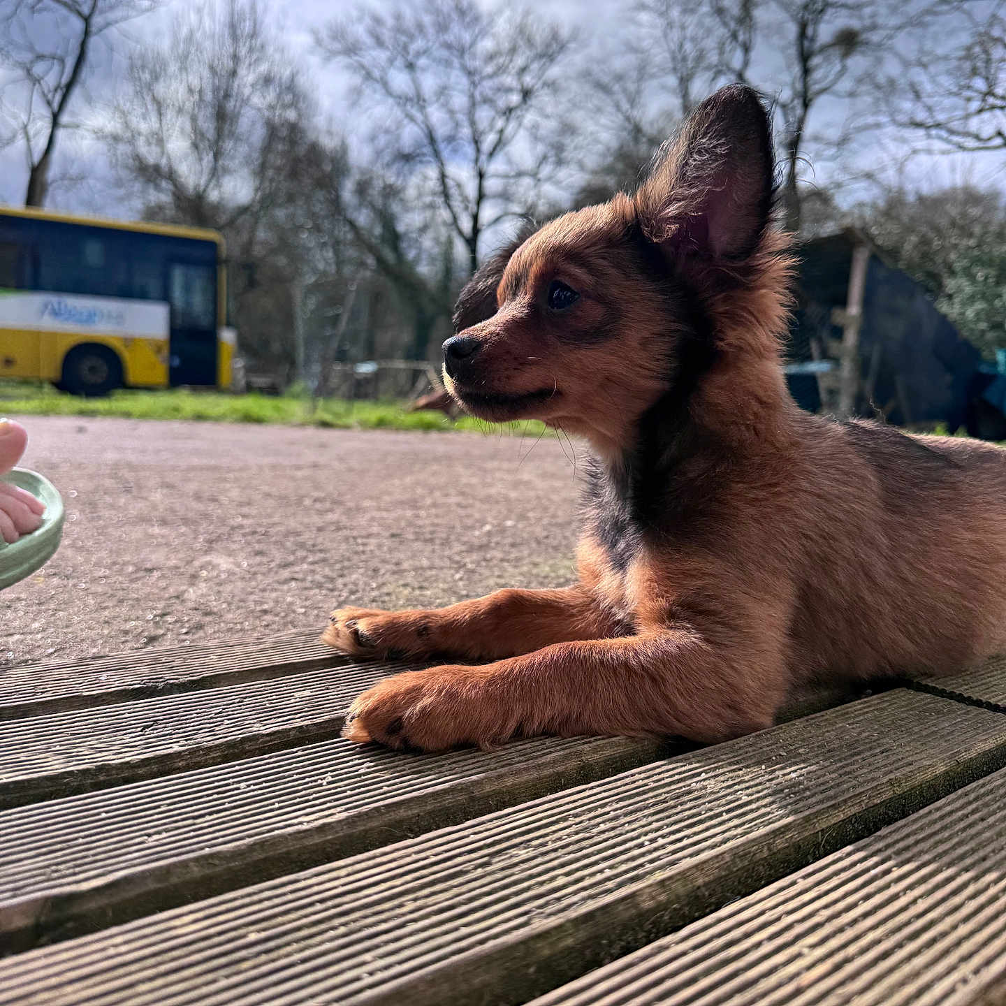 Albus