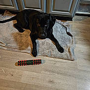 Buddy joined the competition — help win amazing prizes! animal, black_dog, cabinet, calm, chew_toy, dog, domestic_animal, floor, flooring, fur, household, indoor, kitchen, laying_down, looking_at_camera, mat, pet, quiet, toy, wood_floor