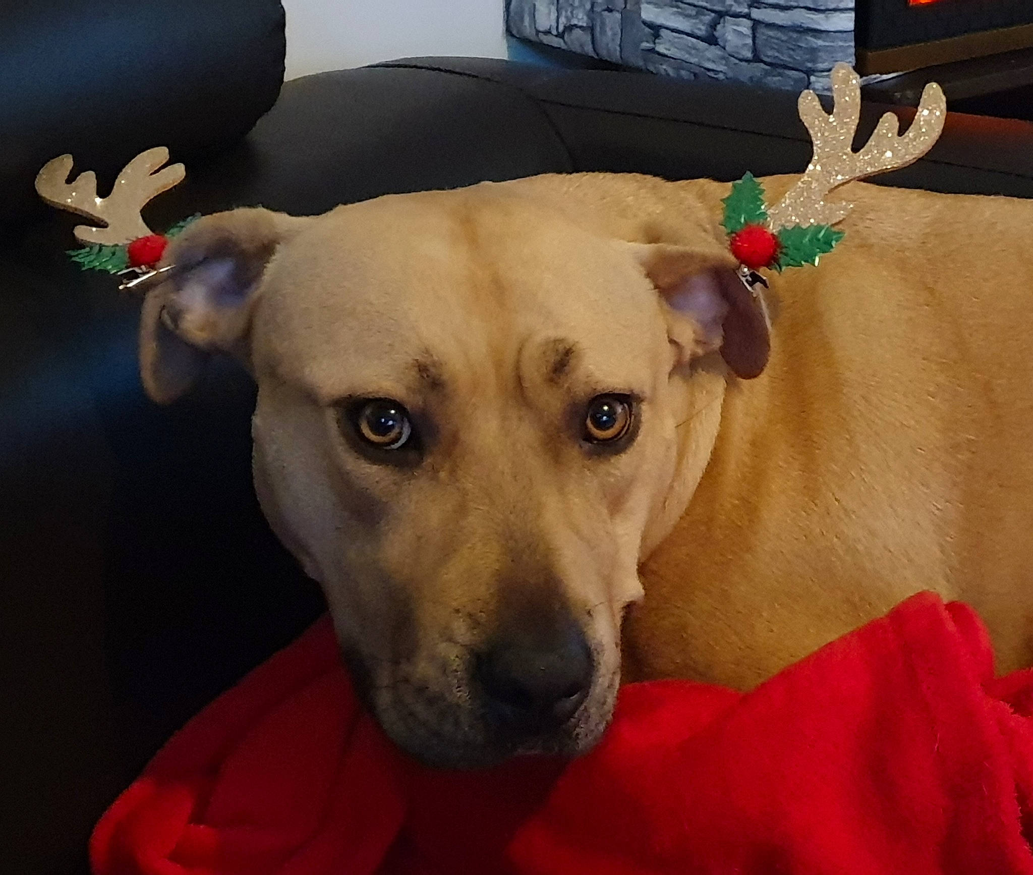 Shanna participe au concours pour gagner de l'argent avec cette photo : black_mouth_cur, canidae, carnivore, christmas, dog, dog_breed, fawn, feist, labrador_retriever, mammal, mountain_cur, nose, potcake_dog, snout, sporting_group, street_dog, vertebrate, whiskers