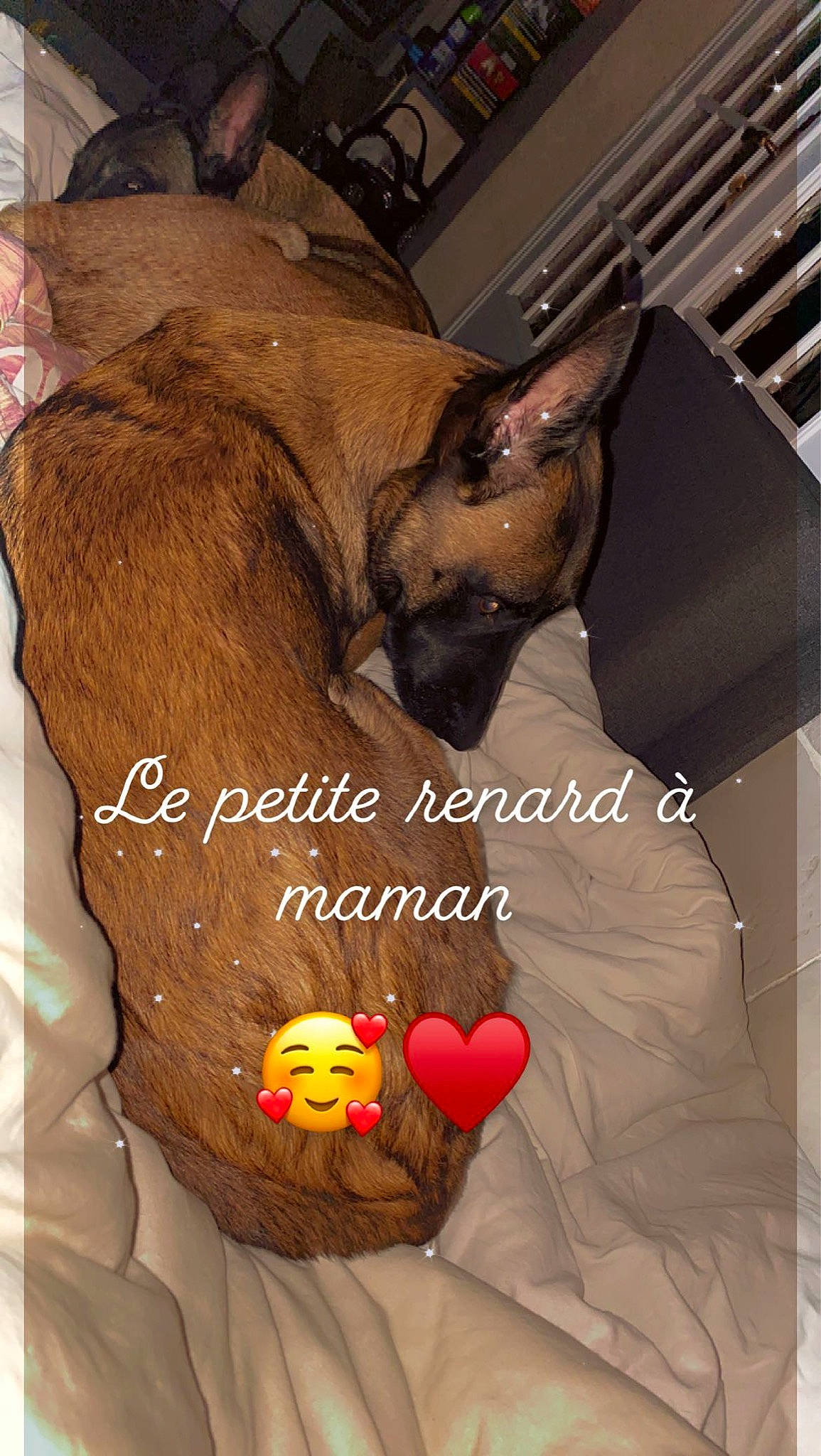 Naya a rejoint le concours — aidez-le/la à gagner de superbes lots ! canidae, carnivore, companion_dog, dog, dog_breed, dog_supply, fawn, felidae, fictional_character, font, fur, liver, paw, photo_caption, snout, sporting_group, sweetness, whiskers, working_animal, wrinkle