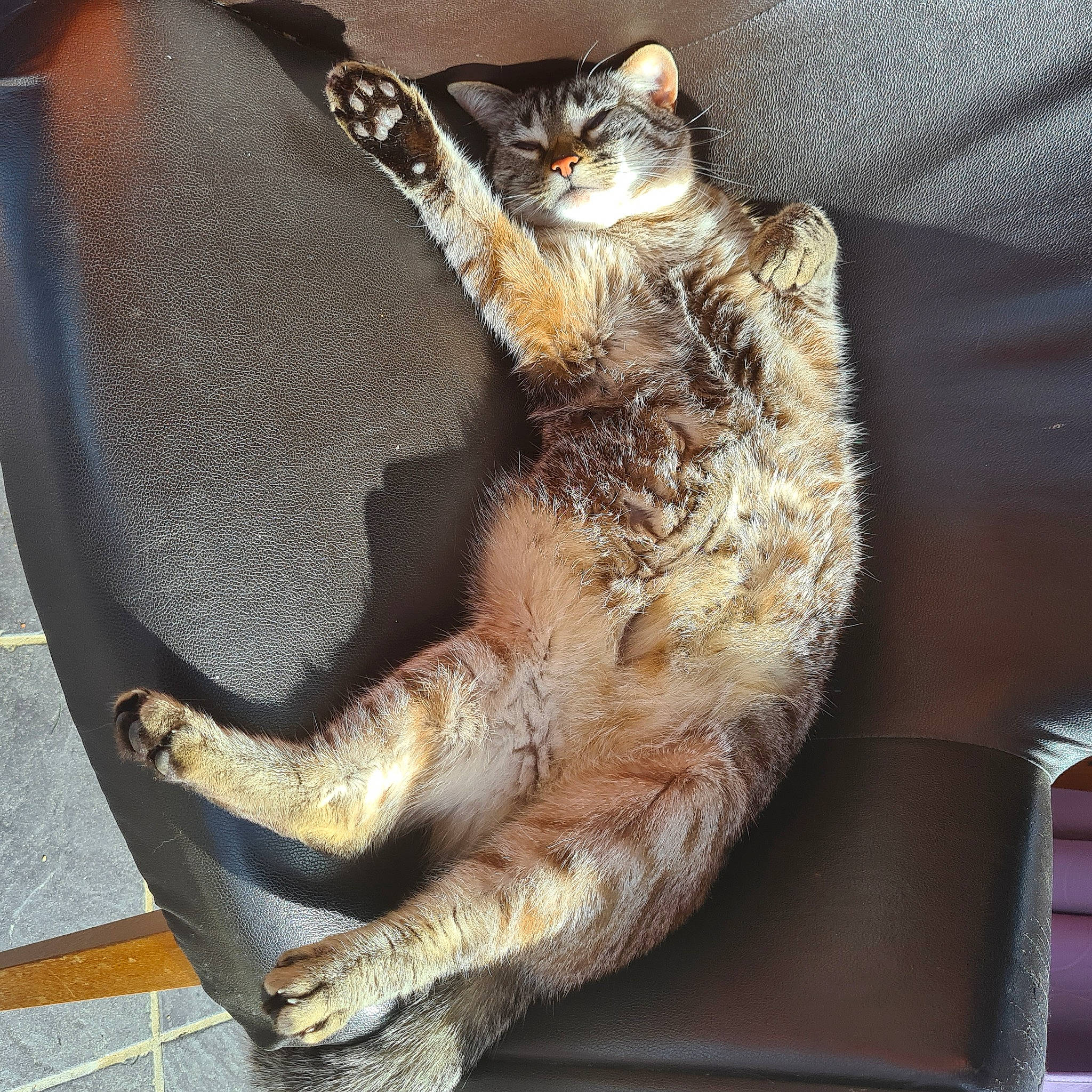 Bidule participe au concours pour gagner de l'argent avec cette photo : carnivore, cat, claw, comfort, domestic_short_haired_cat, fawn, felidae, foot, fur, human_leg, metal, paw, small_to_medium_sized_cats, snout, tail, terrestrial_animal, toe, whiskers