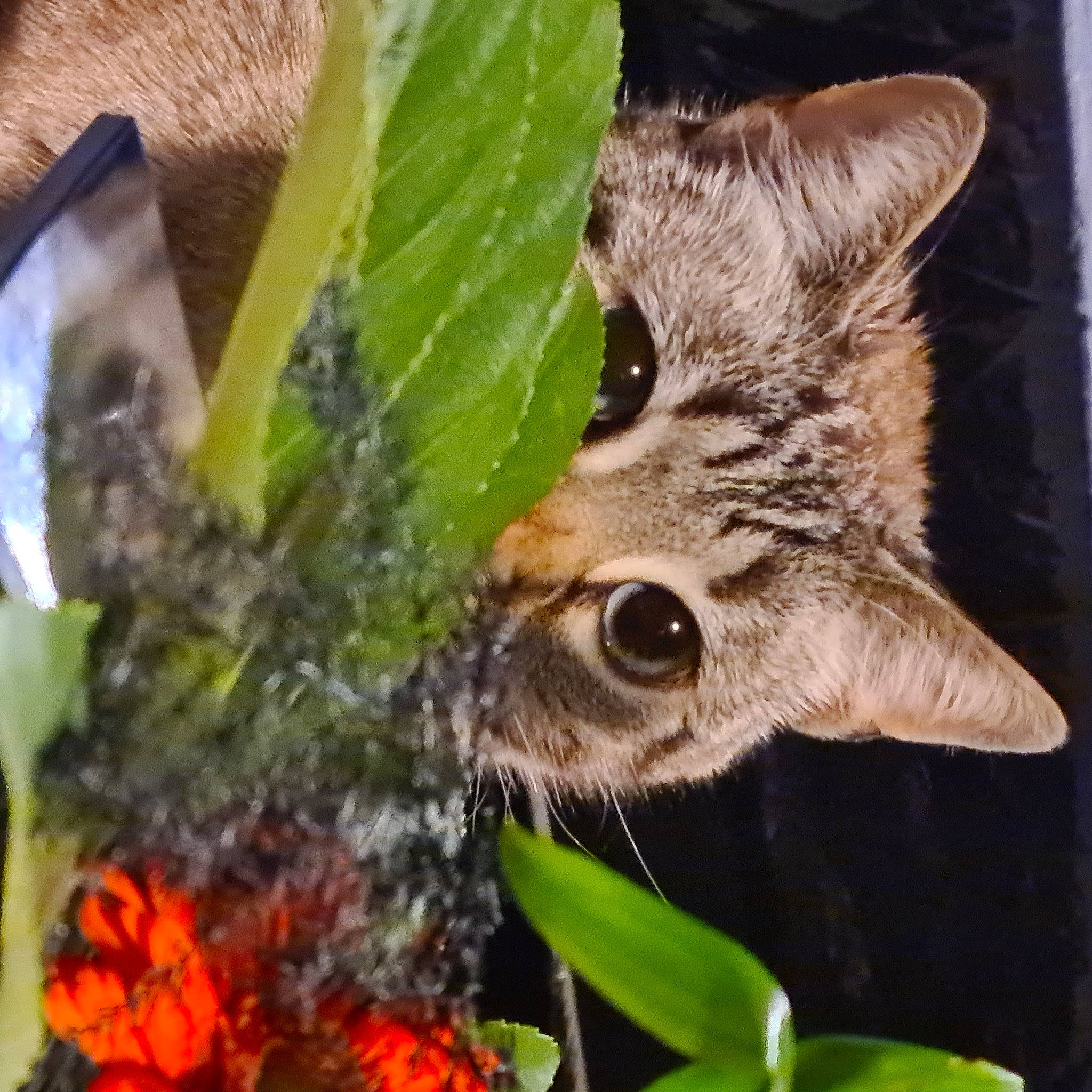 Bidule a rejoint le concours — aidez-le/la à gagner de superbes lots ! adaptation, annual_plant, cat, close_up, domestic_short_haired_cat, event, fawn, felidae, flower, grass, herb, houseplant, leaf, organism, plant, small_to_medium_sized_cats, snout, terrestrial_animal, terrestrial_plant, whiskers