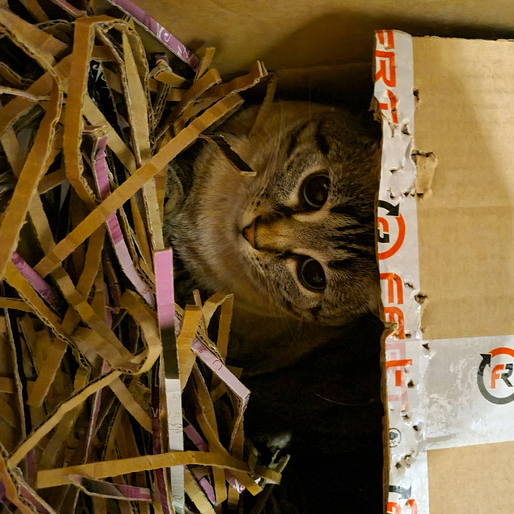 Bidule participe au concours pour gagner de l'argent avec cette photo : art, carnivore, cat, domestic_short_haired_cat, felidae, fur, grass, metal, paper, paper_product, pattern, plant, small_to_medium_sized_cats, tail, terrestrial_animal, twig, visual_arts, whiskers, wood