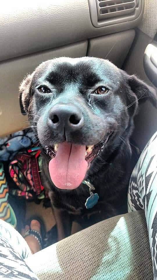 Boo joined the competition — help win amazing prizes! american_pit_bull_terrier, canidae, carnivore, companion_dog, dog, dog_breed, labrador_retriever, nose, puppy, snout, sporting_group