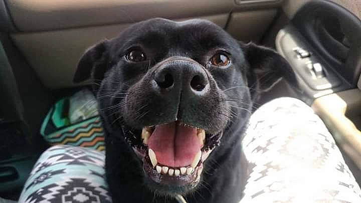 Boo is registered to the contest to win money with this photo: american_pit_bull_terrier, beagador, borador, canidae, carnivore, companion_dog, dog, dog_breed, labrador_retriever, mammal, mouth, non_sporting_group, nose, pit_bull, retriever, snout, sporting_group, staffordshire_bull_terrier, whiskers