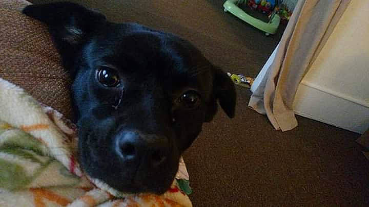 Boo joined the competition — help win amazing prizes! beagador, canidae, carnivore, dog, dog_breed, ear, fawn, feist, labrador_retriever, mammal, patterdale_terrier, potcake_dog, puppy, rare_breed_dog, rat_terrier, snout, sporting_group, vertebrate, whiskers