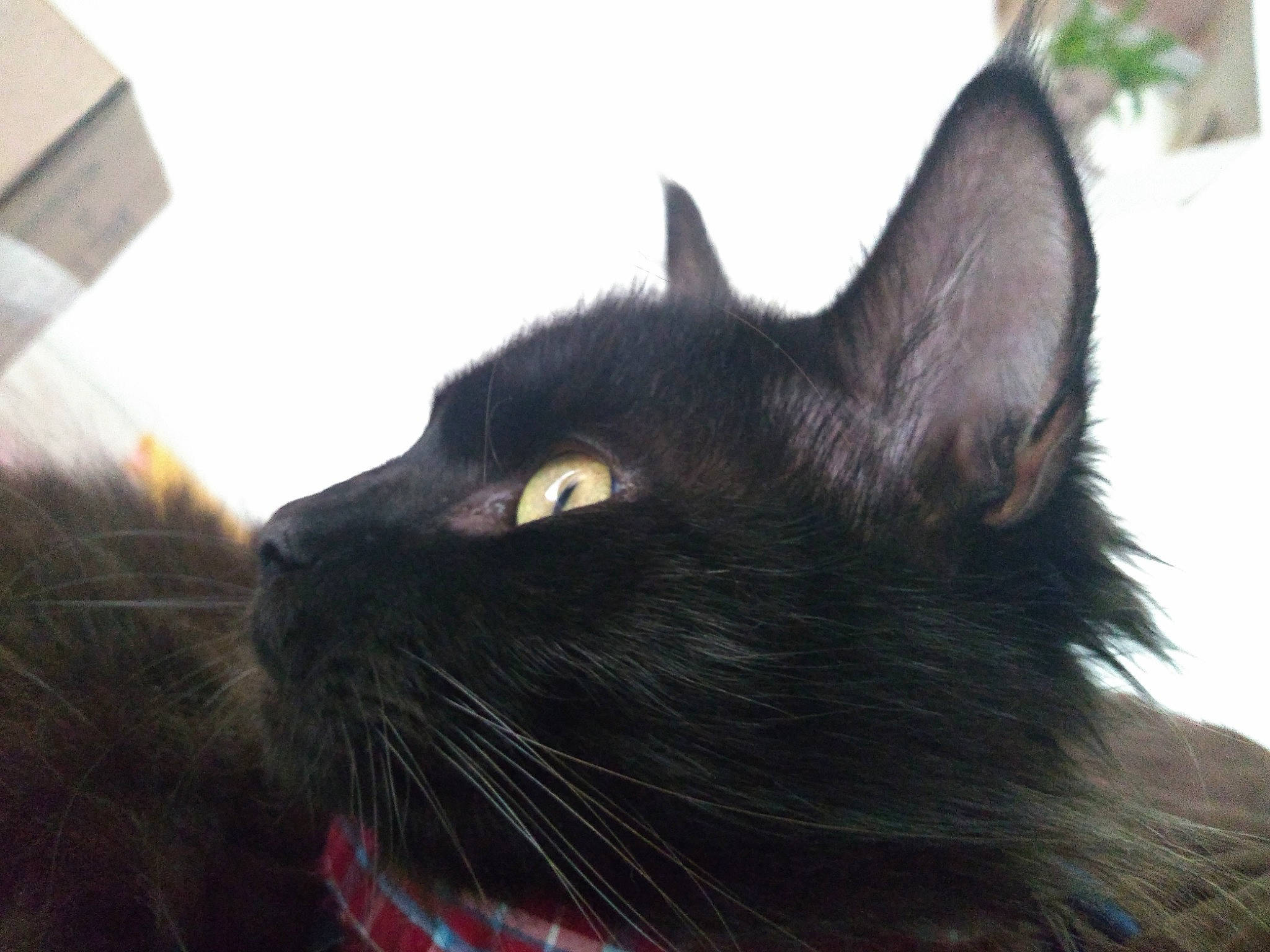 Silas joined the competition — help win amazing prizes! asian, black, black_cat, bombay, burmese, carnivore, cat, domestic_long_haired_cat, domestic_short_haired_cat, eye, felidae, fur, havana_brown, korat, mammal, nebelung, small_to_medium_sized_cats, snout, vertebrate, whiskers