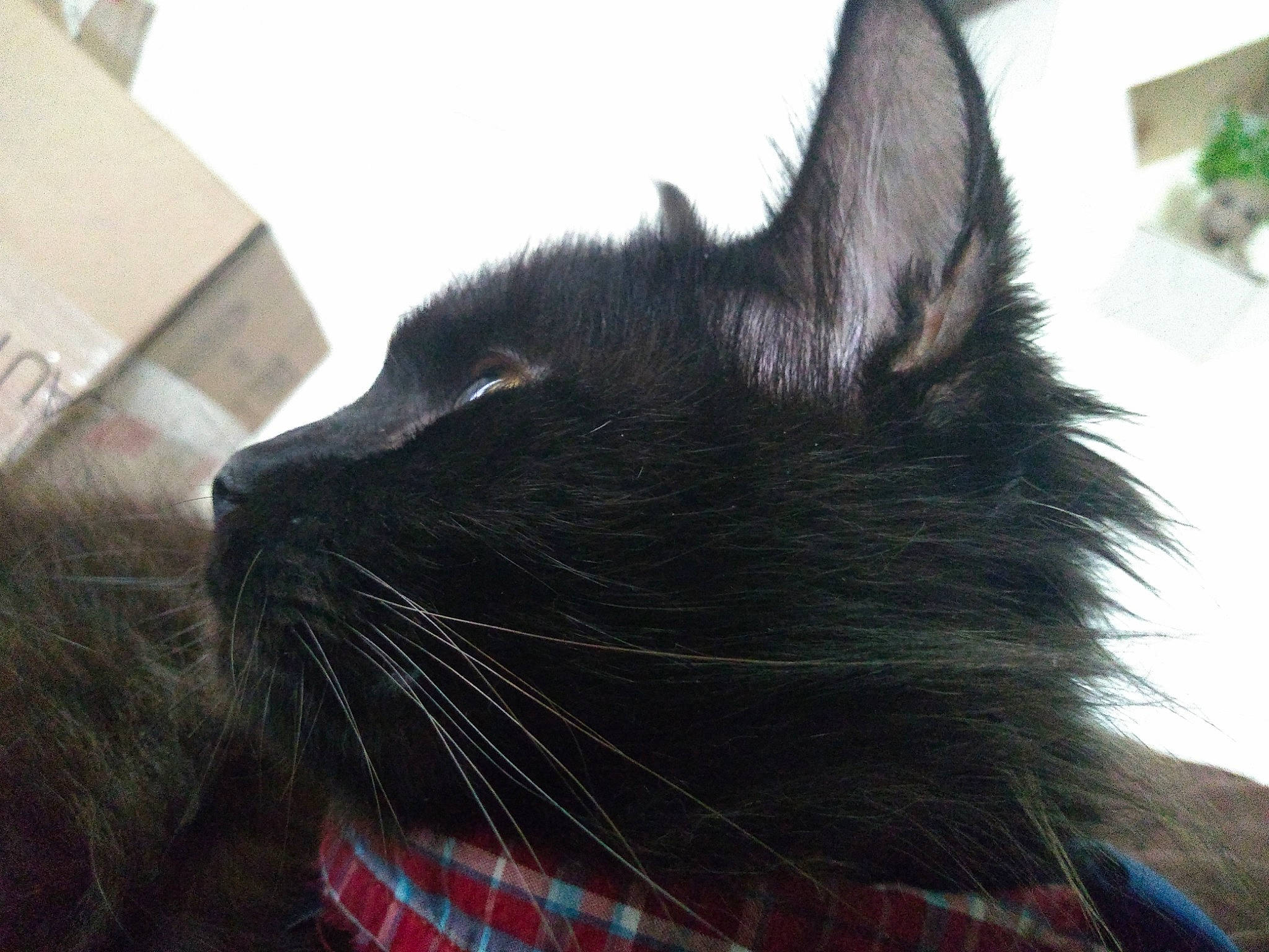 Silas joined the competition — help win amazing prizes! black_cat, carnivore, cat, domestic_long_haired_cat, domestic_short_haired_cat, ear, felidae, fur, mammal, nebelung, small_to_medium_sized_cats, snout, whiskers