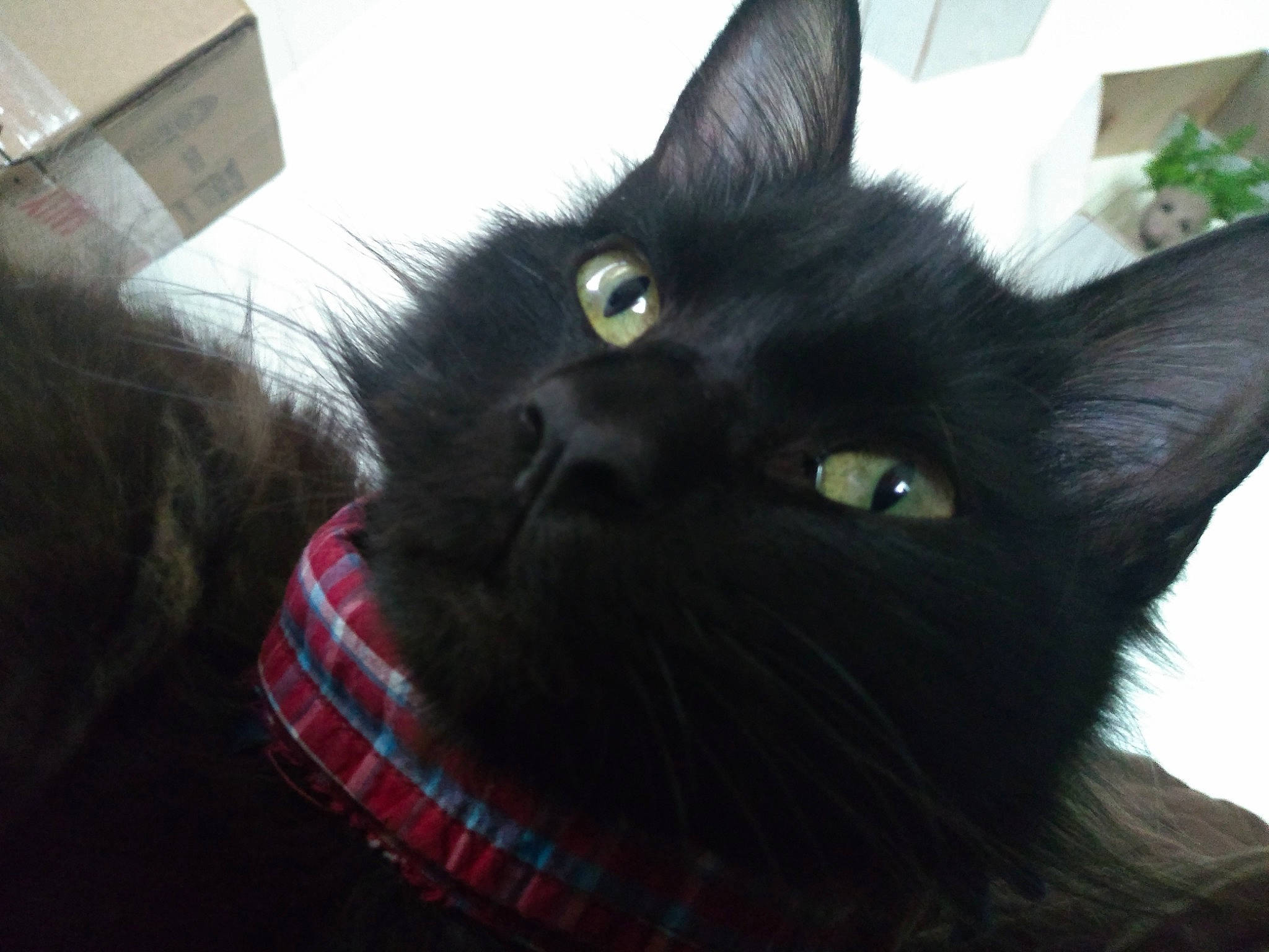 Silas joined the competition — help win amazing prizes! black, black_cat, bombay, carnivore, cat, ear, eye, felidae, fur, kitten, sky, small_to_medium_sized_cats, snout, whiskers