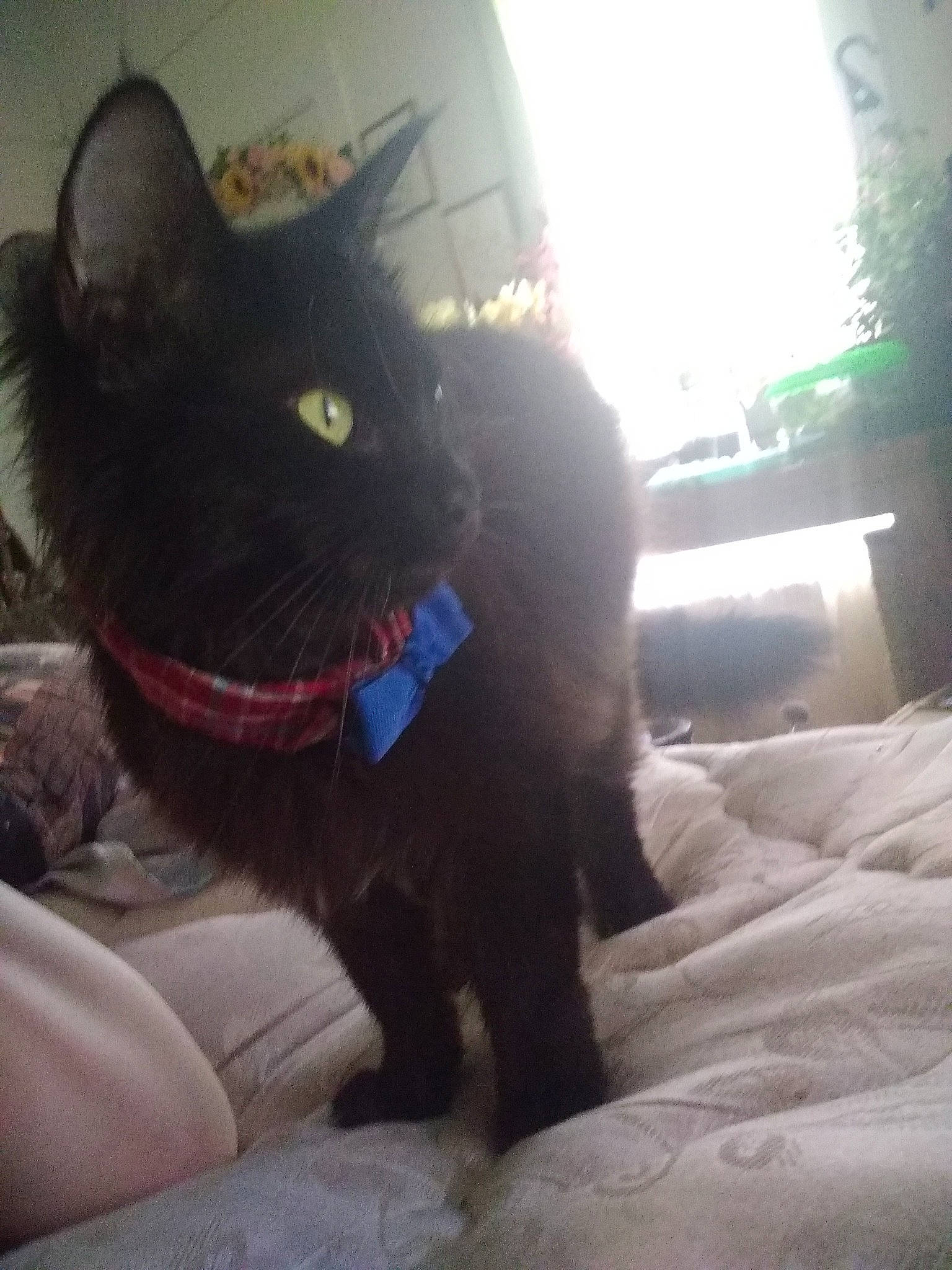 Silas joined the competition — help win amazing prizes! black, black_cat, bombay, carnivore, cat, felidae, fur, nose, small_to_medium_sized_cats, tail, whiskers