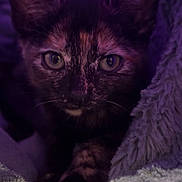Rhubarb is registered to the contest to win money with this photo: kitten, cat, tortoiseshell, close_up, purple_lighting, furry, blanket, cozy, pet, animal, whiskers, paws, cute, indoor, young, feline, soft_texture, portrait, looking_at_camera, resting