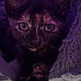 kitten, cat, tortoiseshell, close_up, purple_lighting, furry, blanket, cozy, pet, animal, whiskers, paws, cute, indoor, young, feline, soft_texture, portrait, looking_at_camera, resting