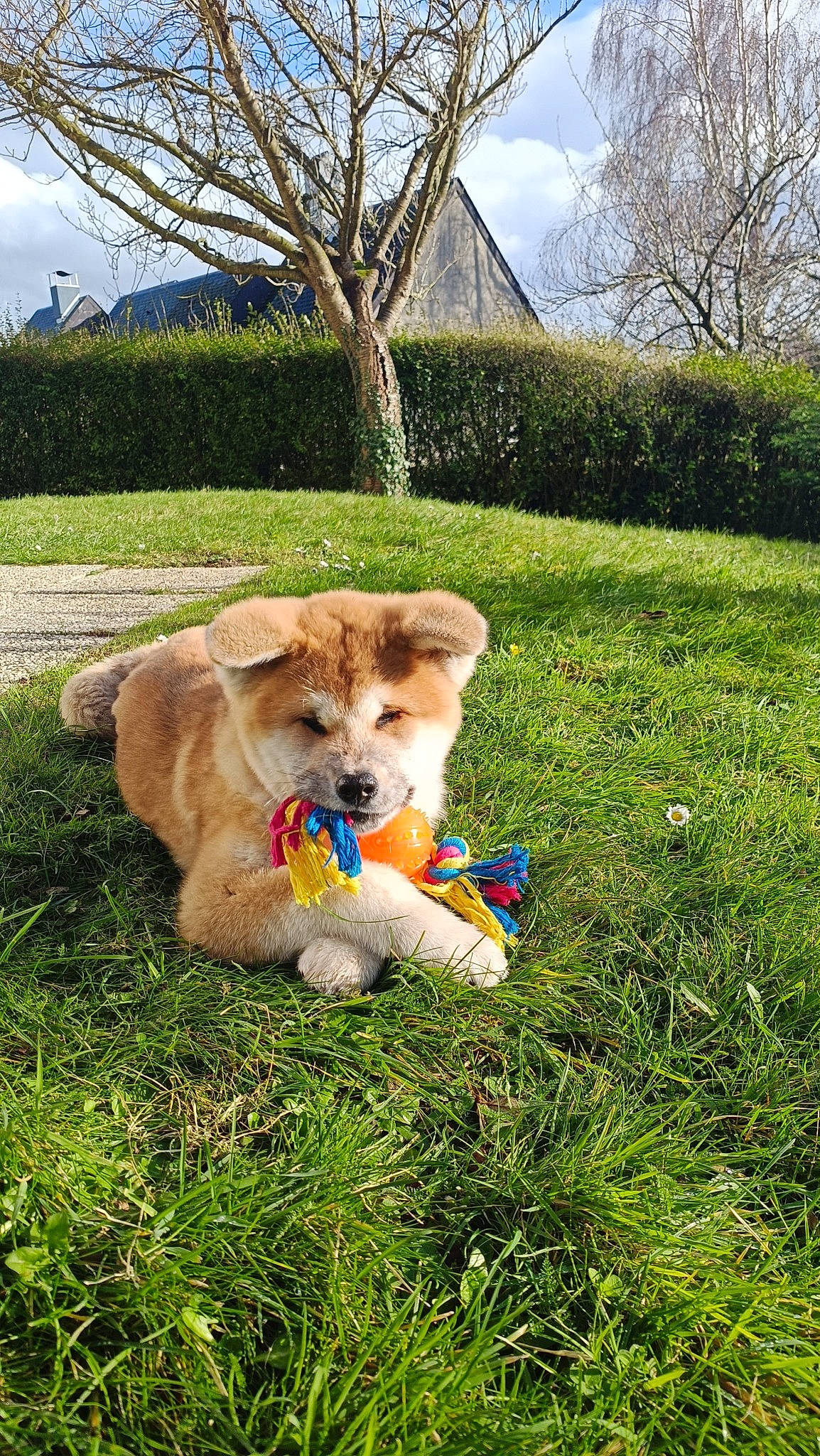 Uhlan a rejoint le concours — aidez-le/la à gagner de superbes lots ! ball, canidae, carnivore, cloud, companion_dog, dog, dog_breed, fawn, felidae, fur, grass, grassland, groundcover, plant, sky, snout, sporting_group, tail, toy, tree