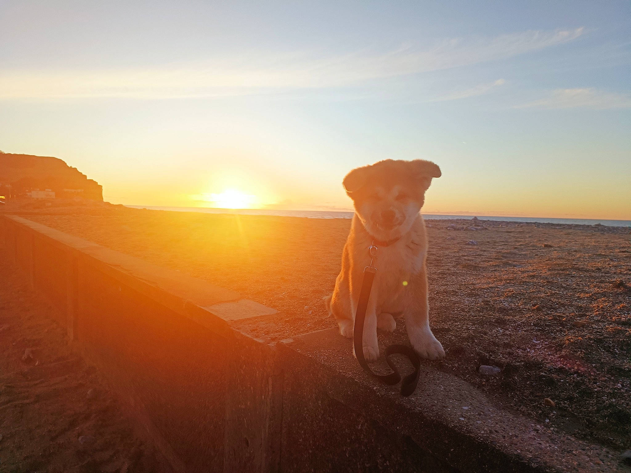 Uhlan participe au concours pour gagner de l'argent avec cette photo : backlighting, carnivore, cloud, dog, dog_breed, dusk, evening, fawn, grassland, happy, heat, horizon, landscape, lens_flare, ocean, sand, shadow, sky, sunrise, sunset