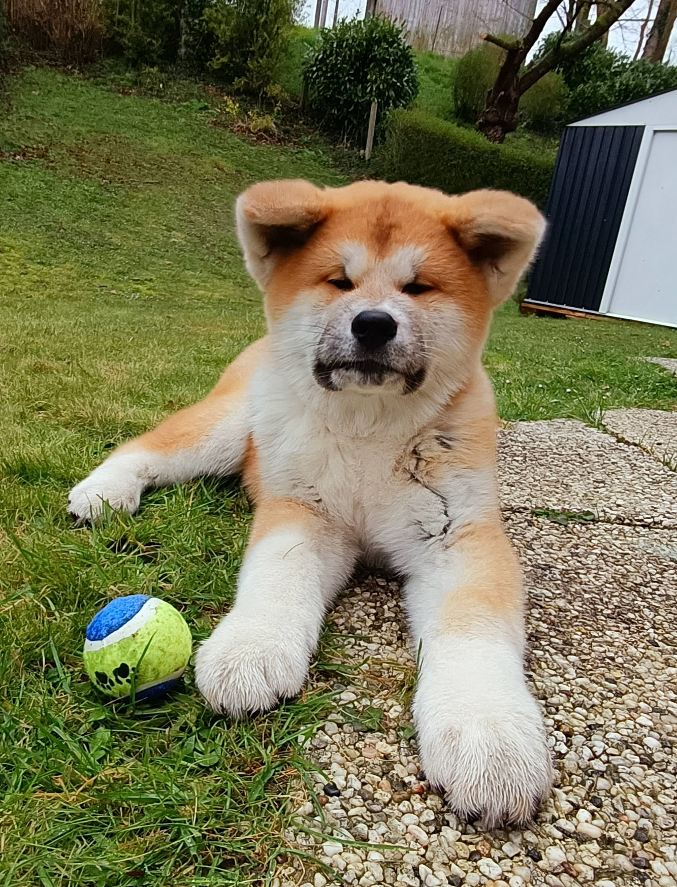 Uhlan participe au concours pour gagner de l'argent avec cette photo : ancient_dog_breeds, ball, canidae, carnivore, companion_dog, dog, dog_breed, dog_supply, fawn, fur, grass, non_sporting_group, plant, snout, tail, terrestrial_animal, tree, working_animal