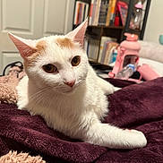 Angel joined the competition — help win amazing prizes! cat, white_cat, orange_patches, pet, indoor, blanket, plush_blanket, feline, animal, cozy, relaxed, curious, closeup, bedroom, furniture, bookshelf, soft_texture, domestic_animal, cute, resting