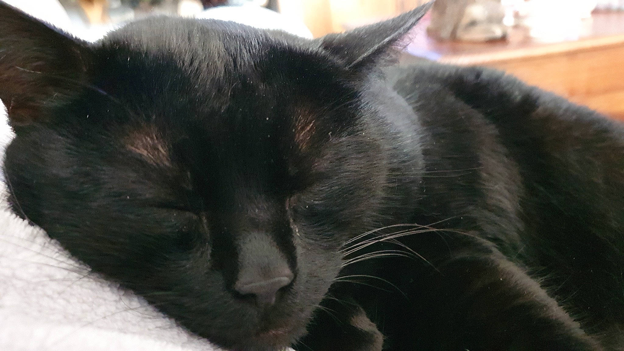 Gohan participe au concours pour gagner de l'argent avec cette photo : asian, black_cat, bombay, burmese, carnivore, cat, domestic_short_haired_cat, felidae, fur, korat, mammal, nap, nebelung, small_to_medium_sized_cats, snout, vertebrate, whiskers