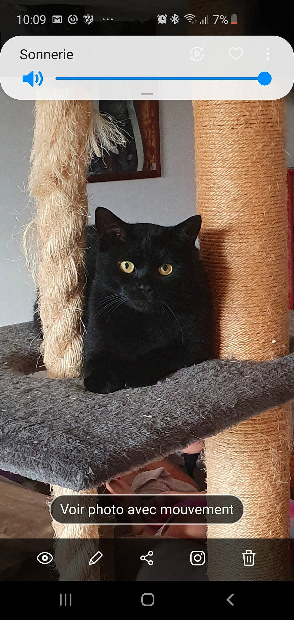 Gohan participe au concours pour gagner de l'argent avec cette photo : asian, black_cat, bombay, british_shorthair, carnivore, cat, chartreux, domestic_short_haired_cat, felidae, korat, mammal, nebelung, small_to_medium_sized_cats, whiskers