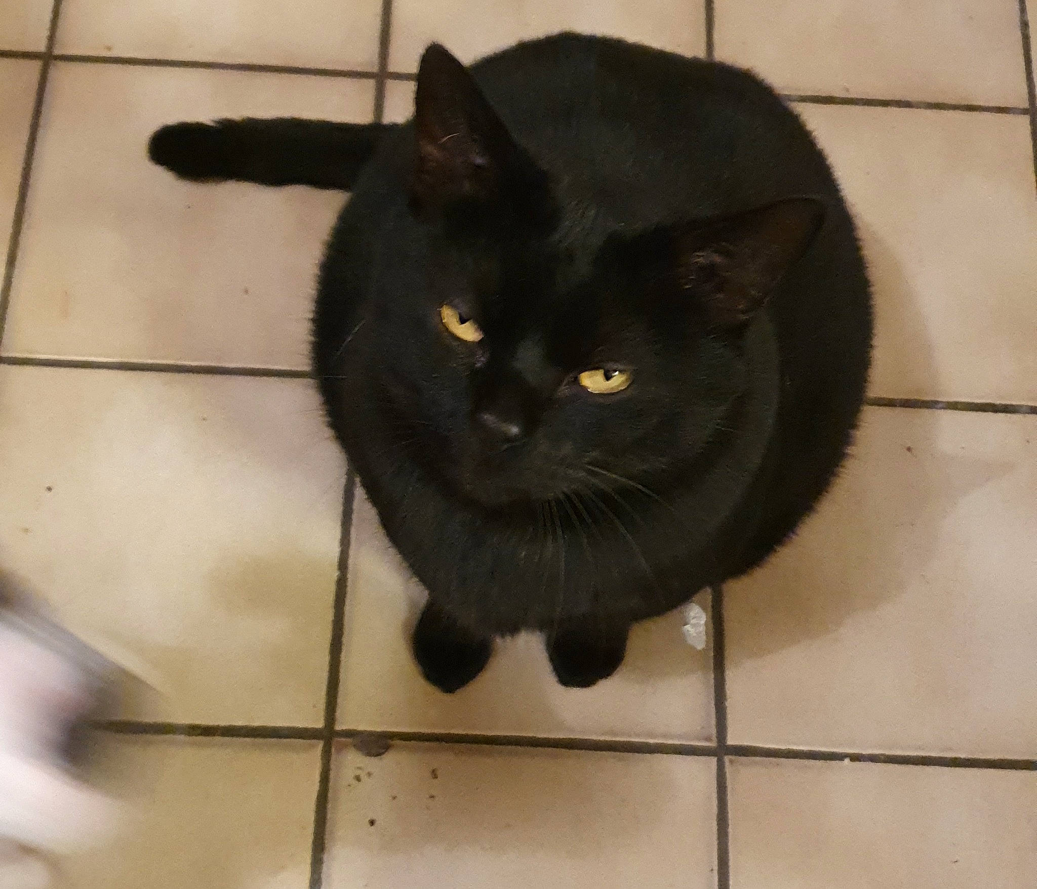 Gohan a rejoint le concours — aidez-le/la à gagner de superbes lots ! asian, black, black_cat, bombay, british_shorthair, burmese, carnivore, cat, domestic_short_haired_cat, felidae, floor, fur, korat, mammal, small_to_medium_sized_cats, snout, tail, tile, whiskers