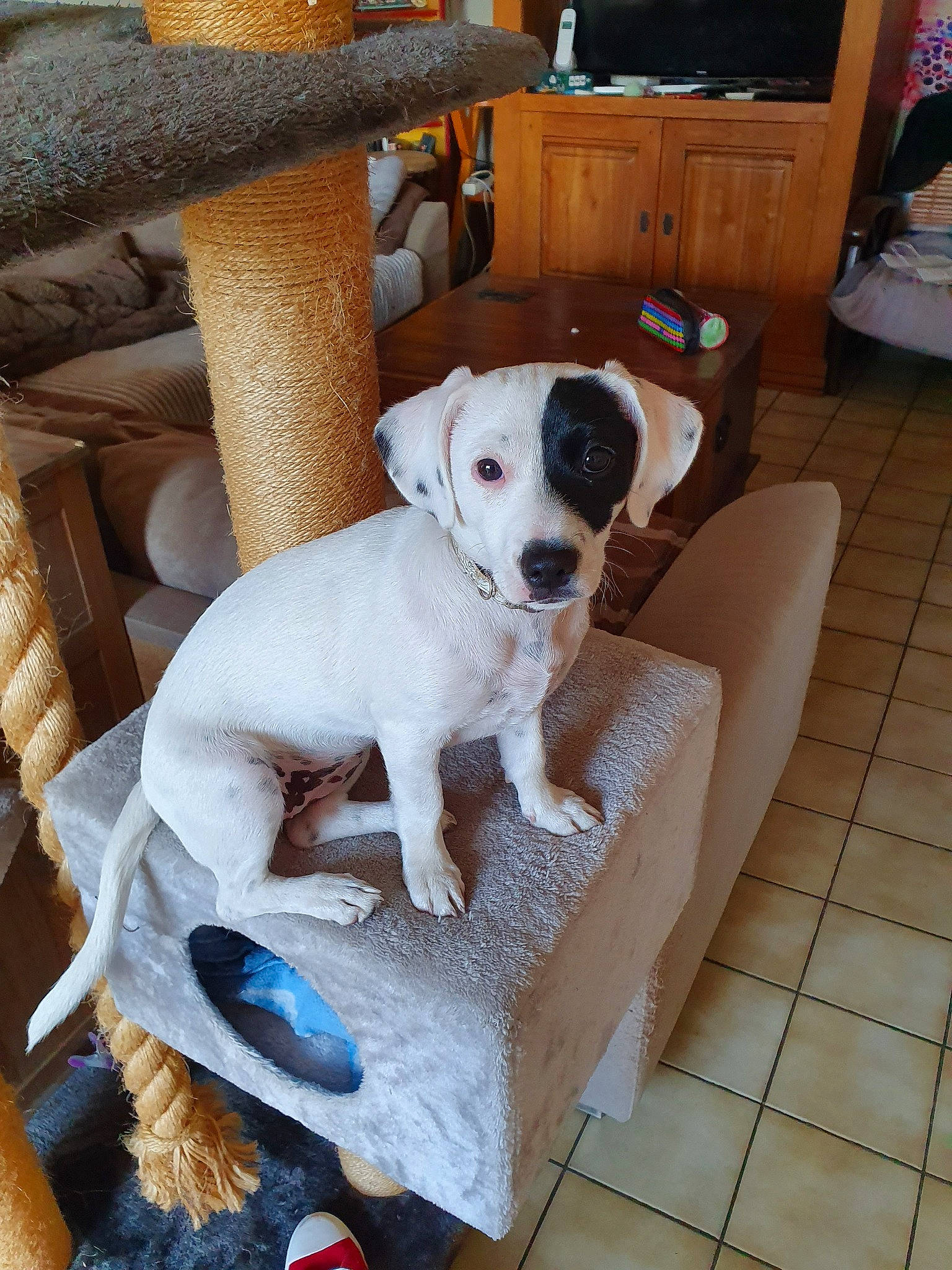 Kadine participe au concours pour gagner de l'argent avec cette photo : canidae, carnivore, companion_dog, danish_swedish_farmdog, dog, dog_breed, fawn, feist, fox_terrier, jack_russell_terrier, mammal, parson_russell_terrier, puppy, rare_breed_dog, ratonero_bodeguero_andaluz, russell_terrier, treeing_feist, vertebrate