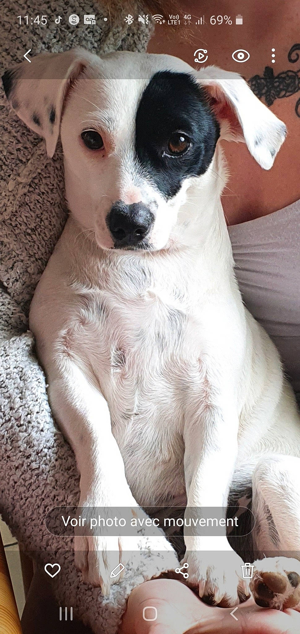 Kadine a rejoint le concours — aidez-le/la à gagner de superbes lots ! canidae, carnivore, chilean_fox_terrier, companion_dog, danish_swedish_farmdog, dog, dog_breed, jack_russell_terrier, japanese_terrier, mammal, parson_russell_terrier, puppy, puppy_love, rare_breed_dog, rat_terrier, ratonero_bodeguero_andaluz, russell_terrier, snout, sporting_group, vertebrate