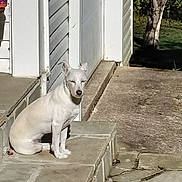 Paris is registered to the contest to win money with this photo: dog, white_dog, pet, porch, steps, stone_patio, house_siding, potted_plant, planter, tree, grass, sunlight, shadow, concrete, outdoor, sitting, stoic, portrait, front_door, walkway