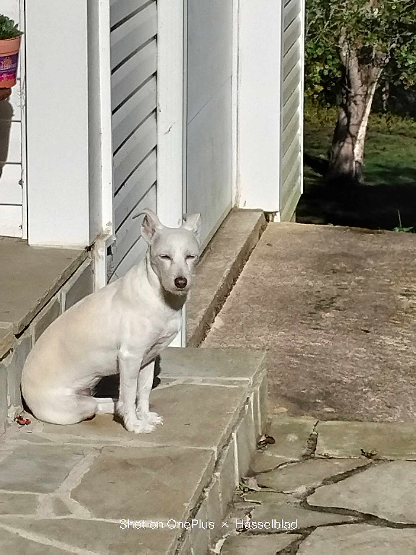Paris is registered to the contest to win money with this photo: dog, white_dog, pet, porch, steps, stone_patio, house_siding, potted_plant, planter, tree, grass, sunlight, shadow, concrete, outdoor, sitting, stoic, portrait, front_door, walkway