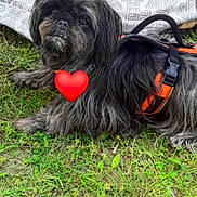 Abbey joined the competition — help win amazing prizes! accessories, affenpinscher, animal, bag, ball, canine, dog, face, football, grass, head, lawn, person, pet, plant, puppy, soccer, soccerball, soil, sport