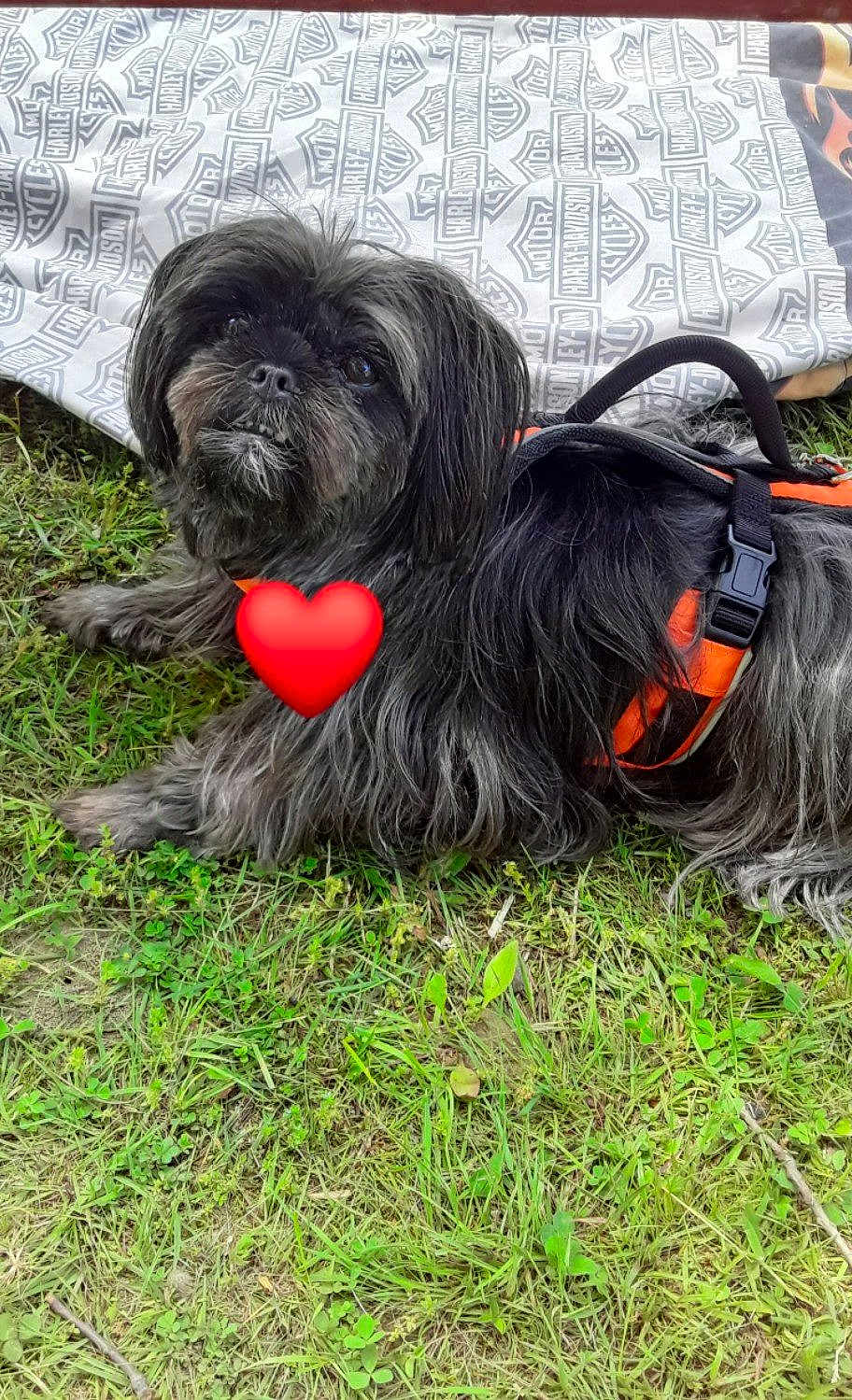 Abbey joined the competition — help win amazing prizes! accessories, affenpinscher, animal, bag, ball, canine, dog, face, football, grass, head, lawn, person, pet, plant, puppy, soccer, soccerball, soil, sport