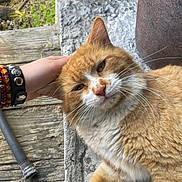 Harvy joined the competition — help win amazing prizes! animal, bracelets, cat, close_up, daylight, domestic_cat, friendly, fur, ginger_cat, hand, nature, outdoor, petting, planter, relaxed, resting, stone_surface, whiskers, white_fur, wooden_deck