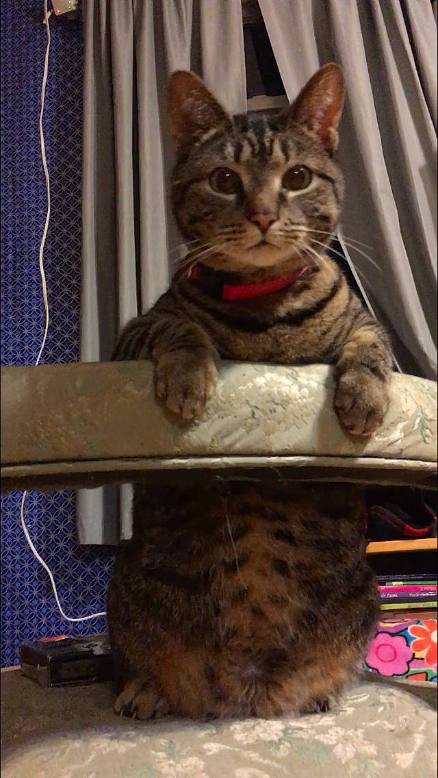 Bittlee joined the competition — help win amazing prizes! carnivore, cat, claw, domestic_short_haired_cat, electricity, fawn, felidae, fur, laptop, pattern, paw, photo_caption, sitting, small_to_medium_sized_cats, snout, tail, whiskers, wildlife, wire