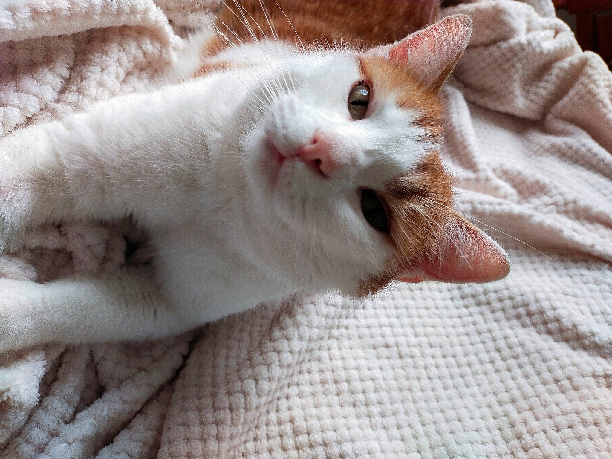 Cookie a rejoint le concours — aidez-le/la à gagner de superbes lots ! carnivore, cat, claw, comfort, domestic_short_haired_cat, fawn, felidae, foot, fur, paw, small_to_medium_sized_cats, snout, tail, whiskers