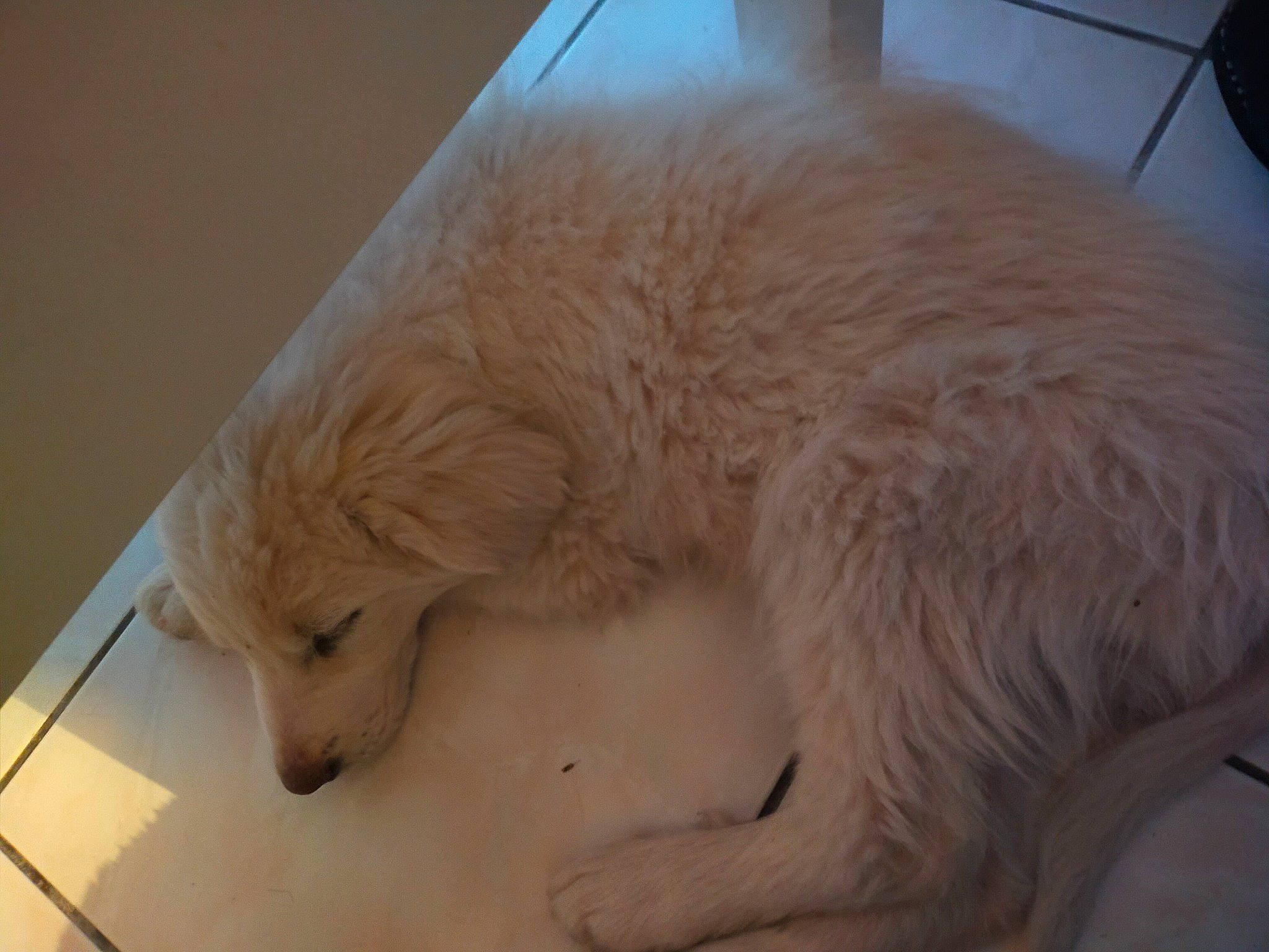 Bounty participe au concours pour gagner de l'argent avec cette photo : canidae, carnivore, claw, companion_dog, dog, dog_breed, fawn, flooring, fur, golden_retriever, gun_dog, paw, pet_supply, retriever, snout, sporting_group, tail, whiskers, wood, working_animal