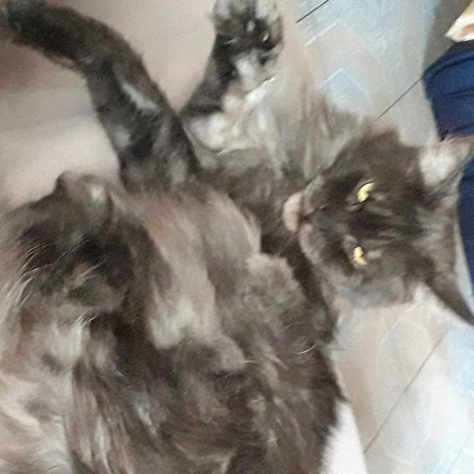 Seleste